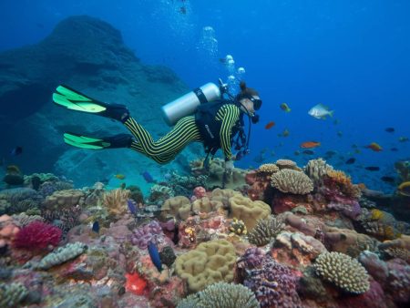 Voyage plongée Açores : à la rencontre des cétacés et récifs volcaniques
