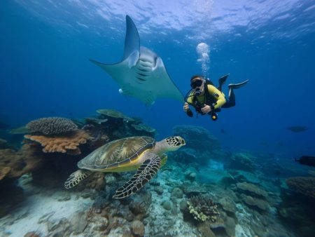 Voyage plongée Cap-Vert : où nager avec les tortues et raies manta