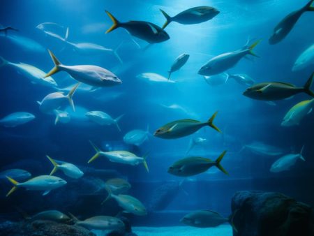 Aquarium de La Rochelle : plongez dans l’un des plus grands aquariums d’Europe